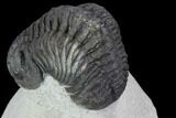 Bargain, Morocops Trilobite - Visible Eye Facets #92208-4